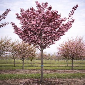 Sakura ozdobná (Prunus serrulata) ´ROYAL BURGUNDY´ - výška 200-230 cm, obvod kmeňa: 10/12 cm, kont. C25L - NA KMIENKU